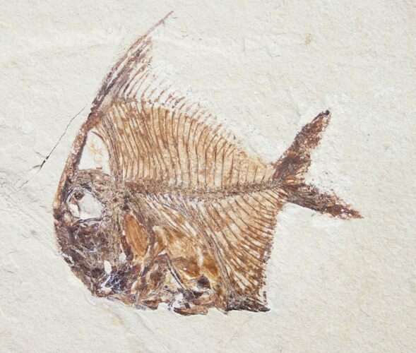 Detailed Aipichthys Fossil Fish From Lebanon #8993